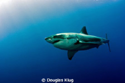 Surface Sunlight Cruiser. A Great White Shark washed in s... by Douglas Klug 